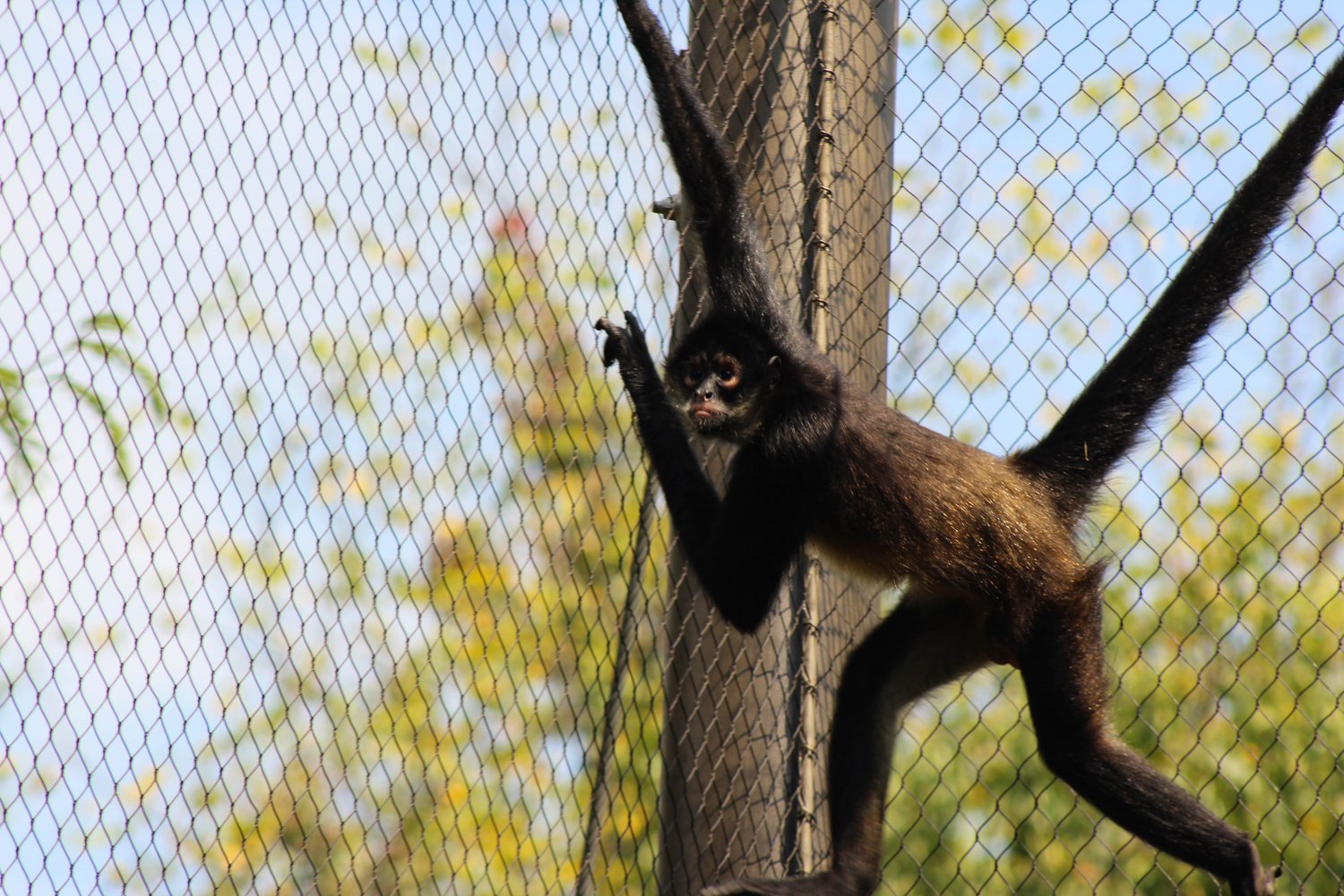 Фото: Мексиканская паукообразная обезьяна