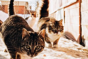 В Польше кошек призвали инвазивным видом. Граждане с этим не согласны