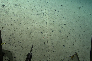 На дне Атлантического океана обнаружили загадочные следы. Кто их оставил?