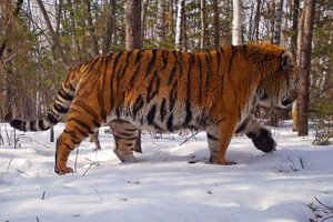 В приморском нацпарке определили самого большого тигра