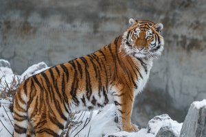 29 июля – День тигров! Сколько их на планете и в России?