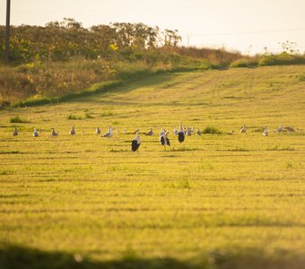 Аисты на поле  в Гатчинском районе Ленобласти