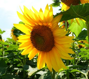 Красавец подсолнух!