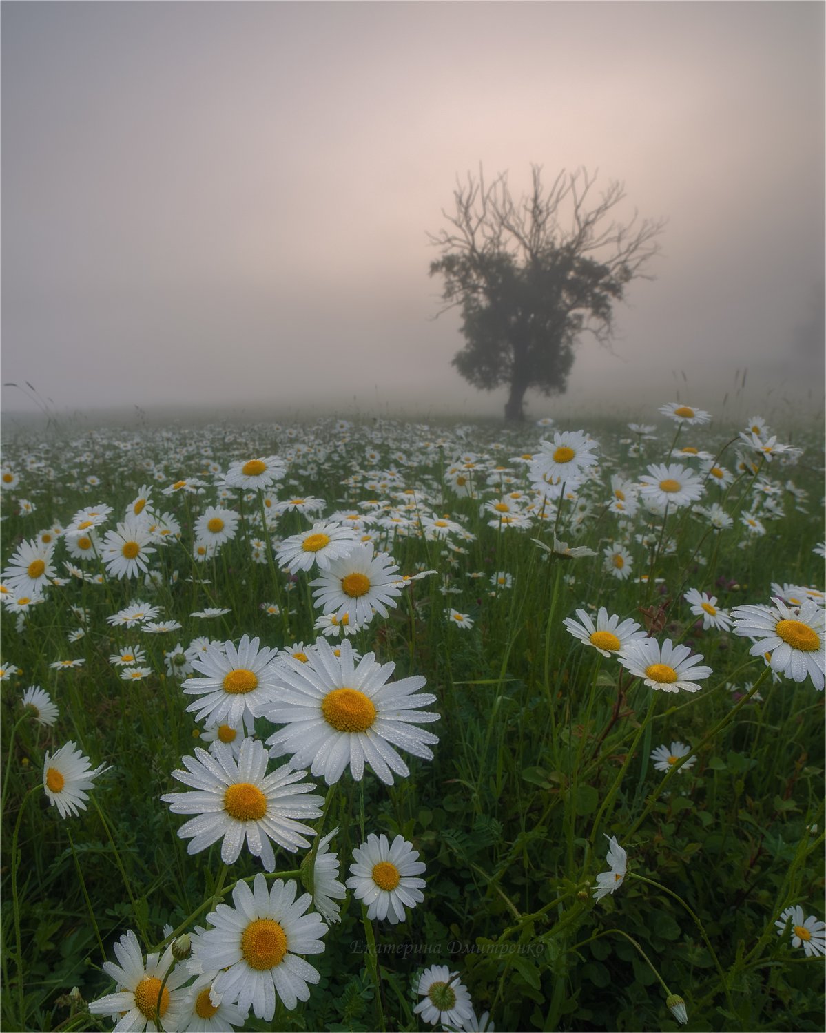 Туманное утро в ромашковом поле