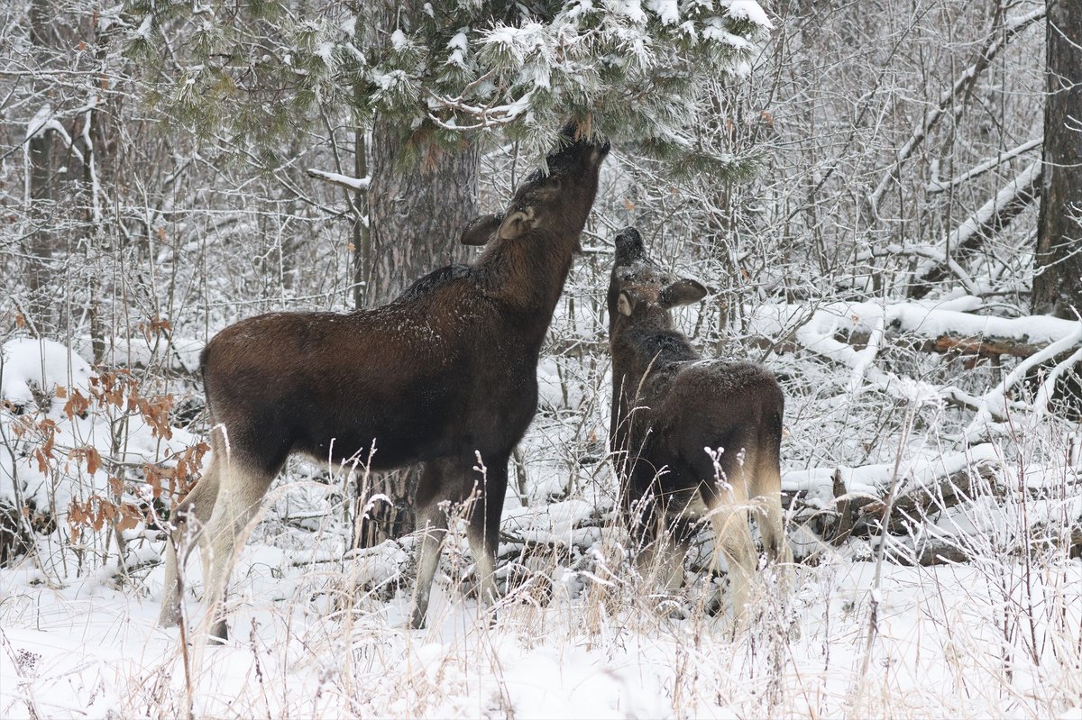 период лосей. период лосей. олени бодаются. два лося. лось.