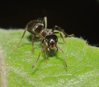 Портрет муравья