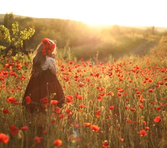 Маковые поля в Крыму