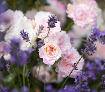 Лавандовые розы