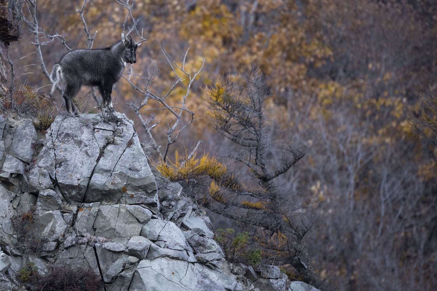 Памятник самому себе