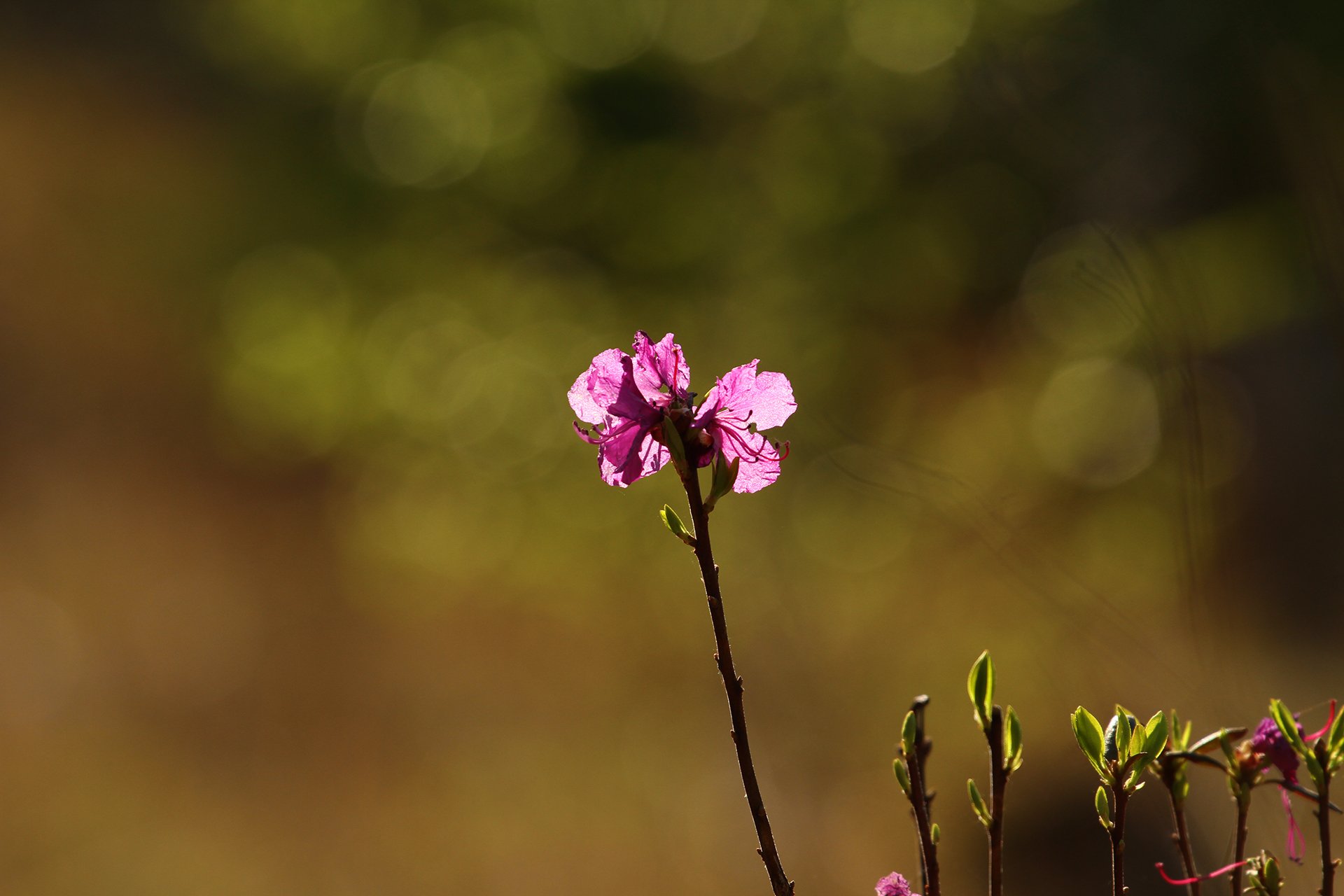 Рододендрон даурский. Багульник