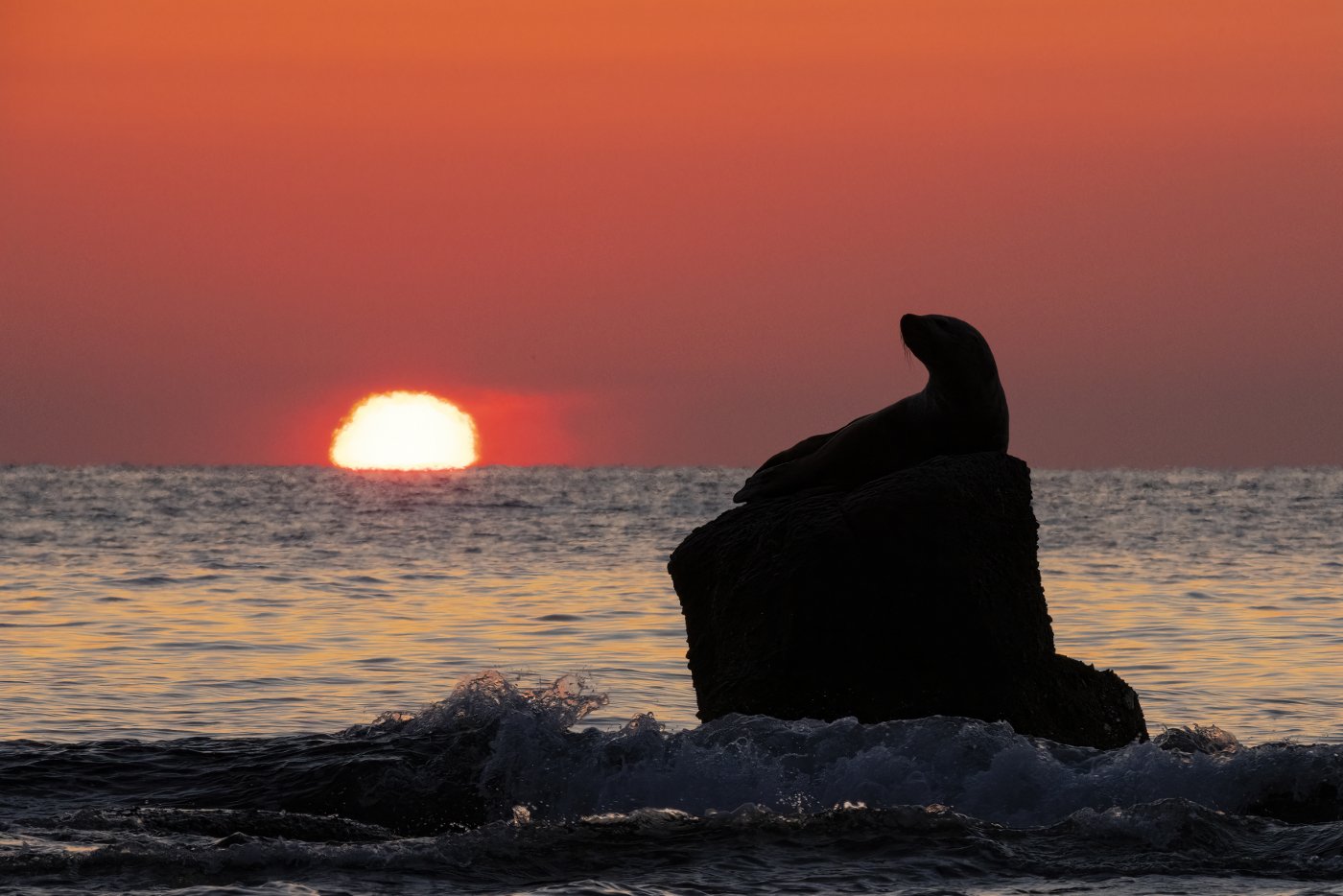 Вышедшая из пены