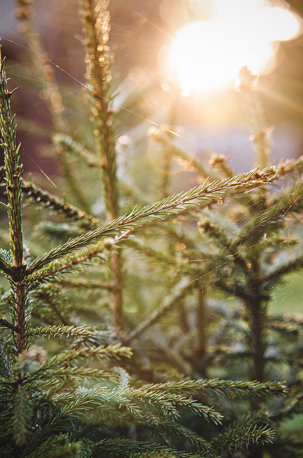 Паук ловит заходящее солнце
