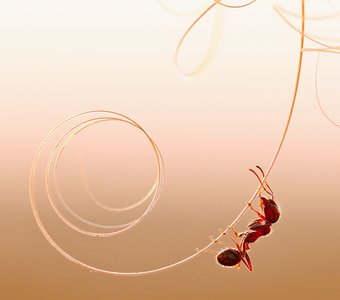 Муравей и золотое лассо