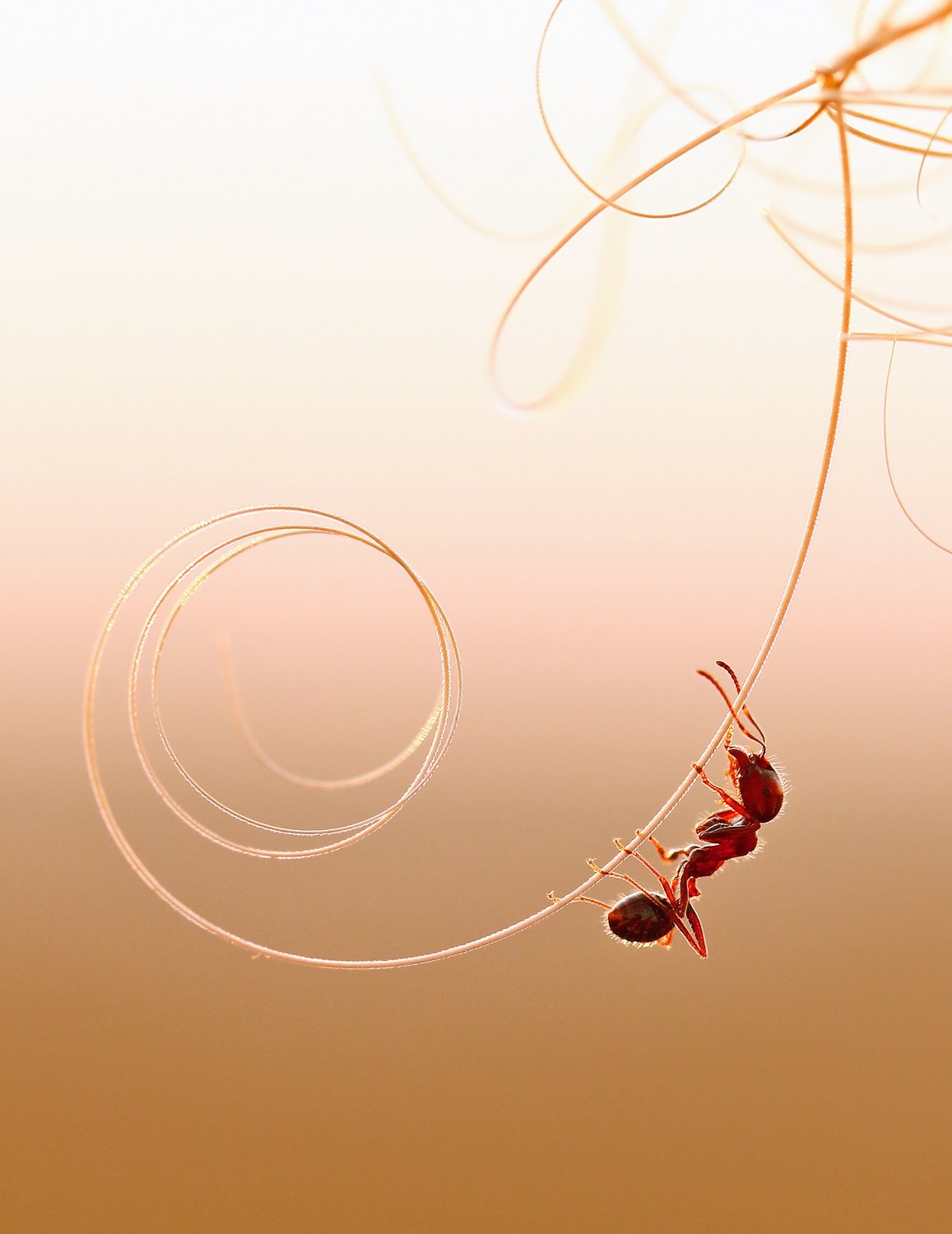 Муравей и золотое лассо