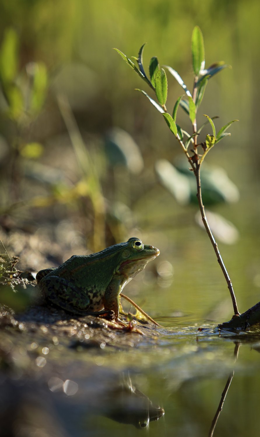 Мир на болоте