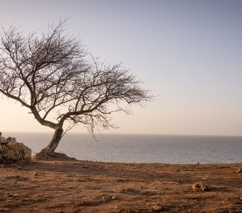Одинокое дерево