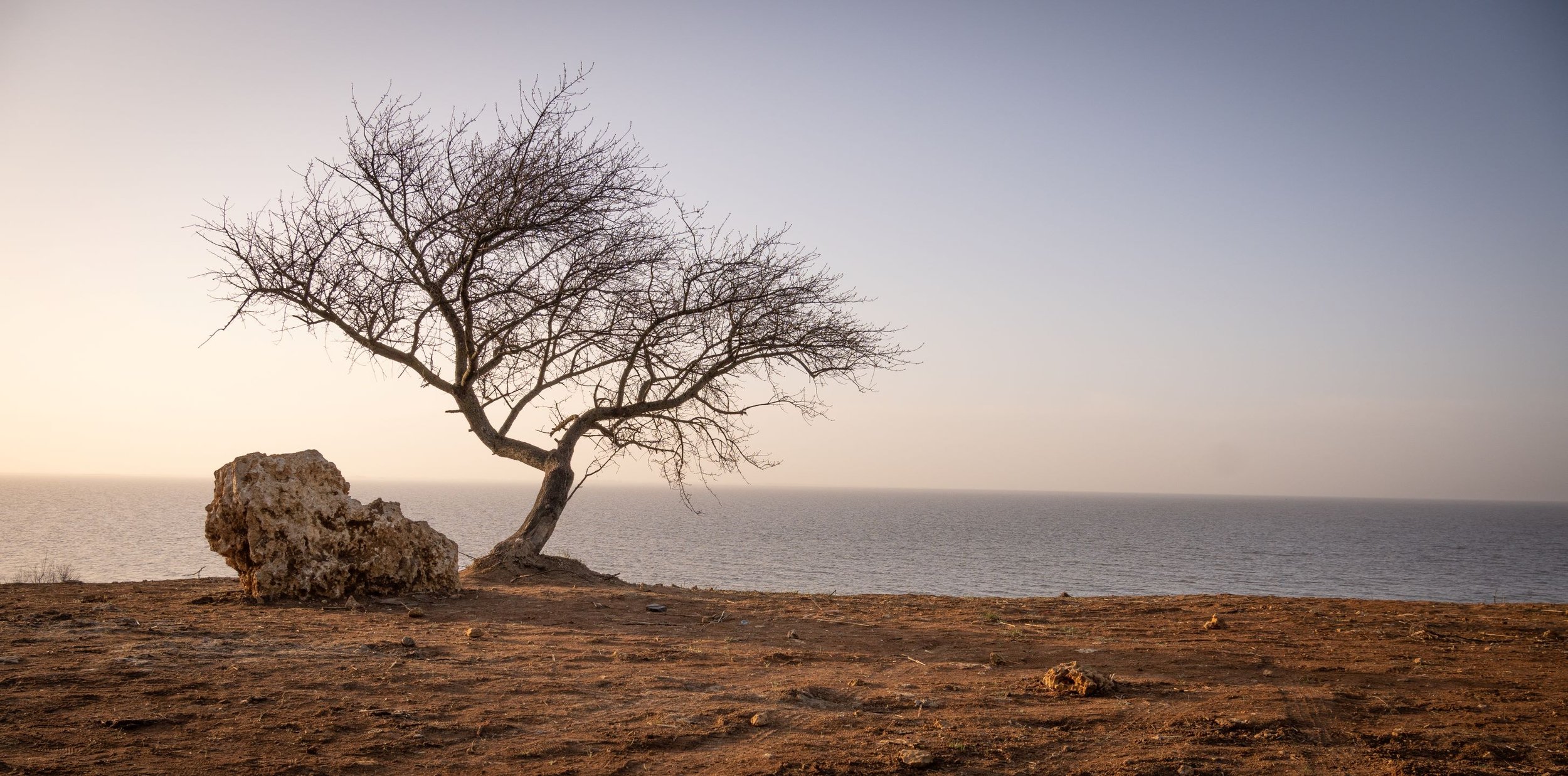 Одинокое дерево