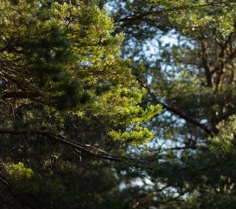 сосновый лес