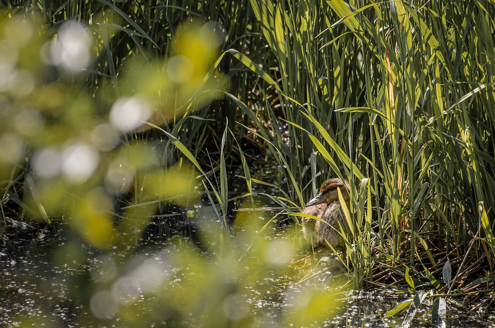 Помылся и доволен