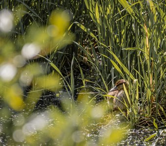 Помылся и доволен