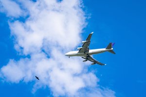Российский самолет столкнулся с птицей и три часа кружил в небе