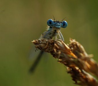 Стрекоза-фотомодель