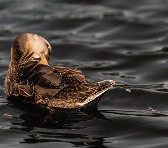 Чистые пёрышки