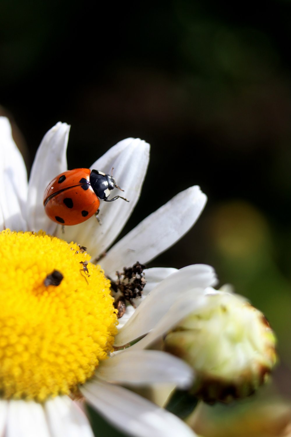 Божья коровка, улети на небо — Фото №1408743