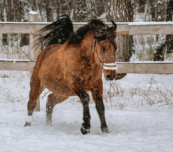 Зимний «танк»