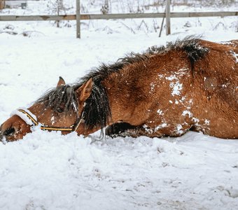 конь нежится на снегу