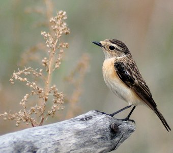 Черноголовый чекан (Saxicola torquata)