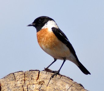 Черноголовый чекан (Saxicola torquata)