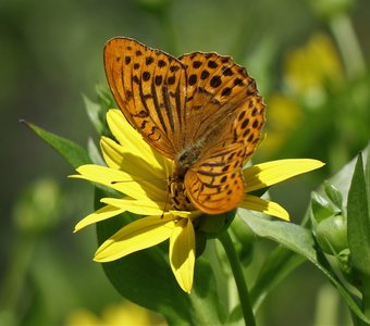 Бабочка на жёлтом цветке