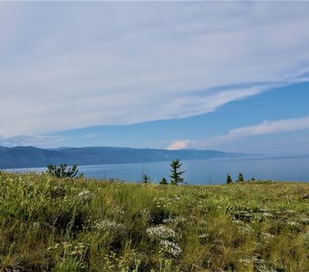 Травы Байкала