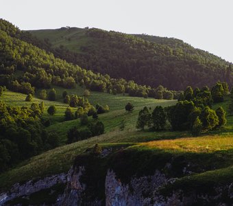 Зелёный ковер