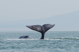 В Охотском море устроили операцию по спасению гренландского кита