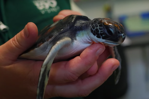 Детеныш морской черепахи неделю испражнялся пластиком