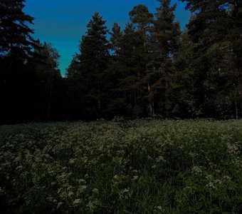 Изумрудный вечер возле Петергофа