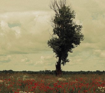 Алые капли на равнине