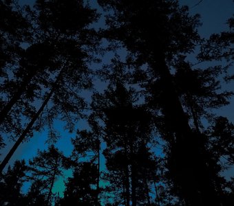 Сказка в ветвях