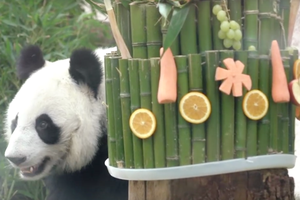 Панды в Московском зоопарке отметили день рождения: как это было