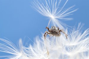 Могут ли пауки видеть сны? Похоже, что да