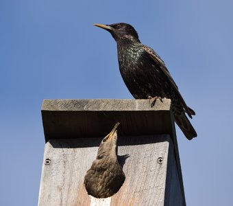 Под родительским надзором