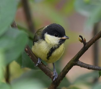 Молодая синица