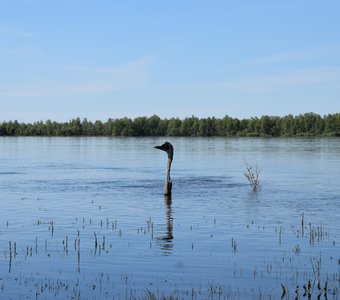 Почти Лохнесское чудовище
