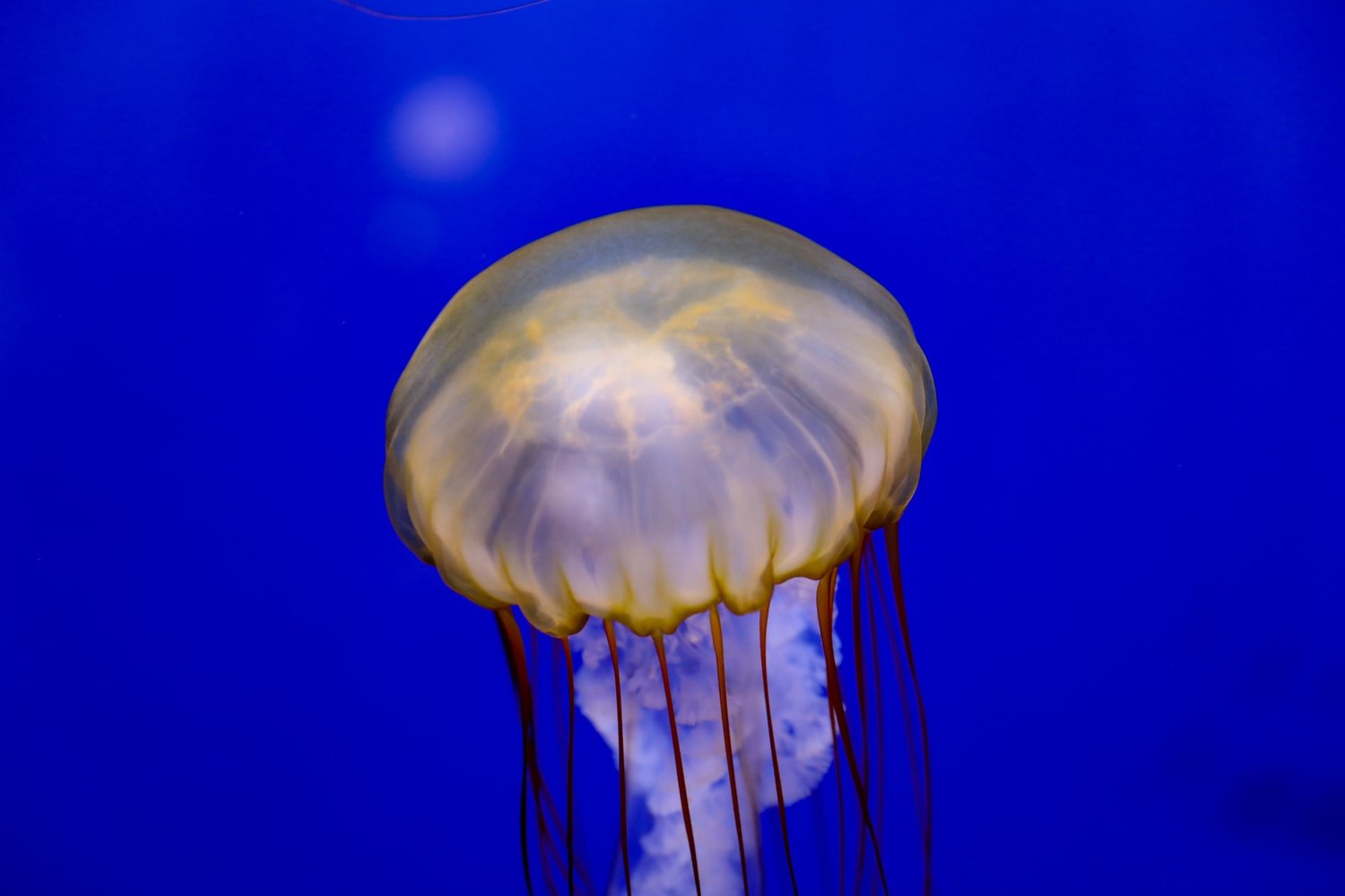 Своими карими глазами жалит как медуза песня. Медуза морская. Черноморские медузы. Медузы в Анапе.