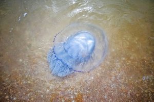 В Сочи мужчина на спор съел медузу ради тысячи рублей