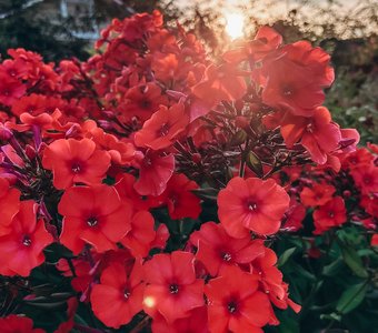 Последние лучи, заходящего солнца