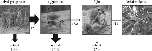 Фото: (Intergroup aggression in meerkats / Proceedings of the Royal Society B)