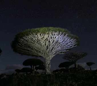 Таинственный эндемик острова Сокотра при свете звезд — Драконово дерево